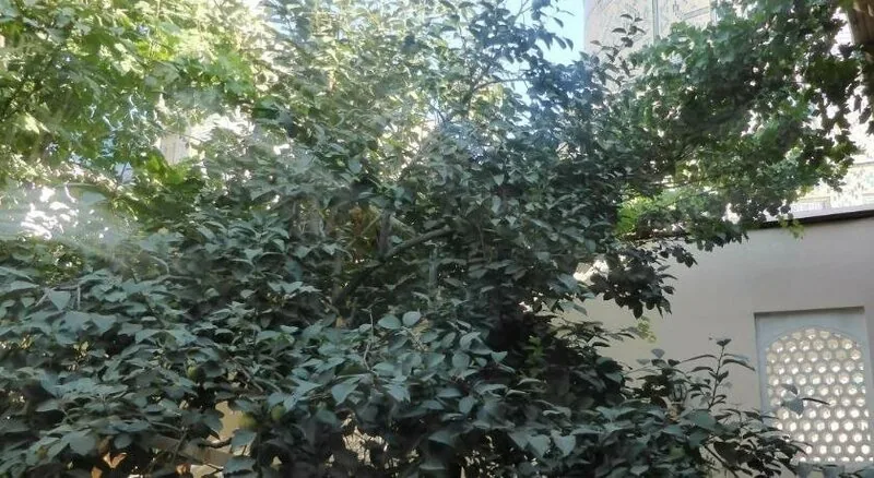 Bibikhanum, фотография 6